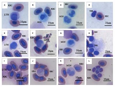 Comparative study on the blood physiological, biochemical indexes and liver histology of Schizothorax wangchiachii (♀), Percocypris pingi (♂) and their hybrids
